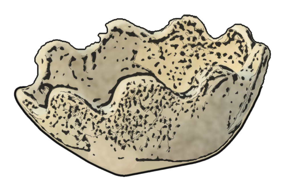 Ink drawing of Megan's wavy bowl